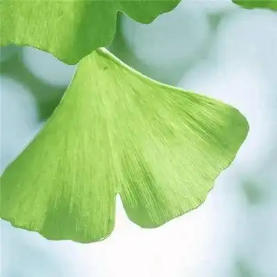 微信绿叶头像图片大全,微信头像树叶简约干净
