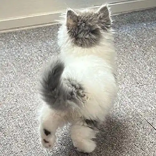 对小奶猫的背影毫无抵抗之力,血槽空了
