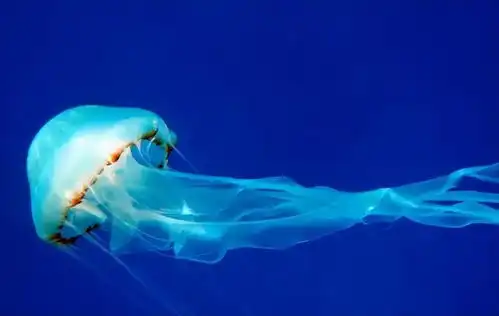 抗日动物日本的噩梦,拳打日本渔船,脚踢核电站,啃掉一座岛
