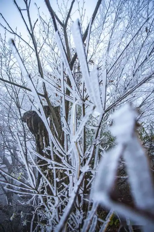 春雪后的汉江源,琼枝玉树美艳无比
