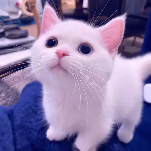 androidjni开发系列九实战bitmap处理实现底片灰度化黑白化暖冷色调等效果
