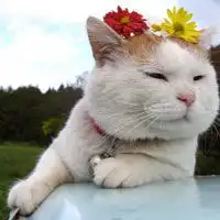 qq图片胖猫,qq头像胖猫头戴花的胖猫qq头像憨态可掬
