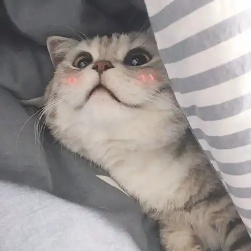 可爱猫咪头像大胆点生活你没有那么多观众
