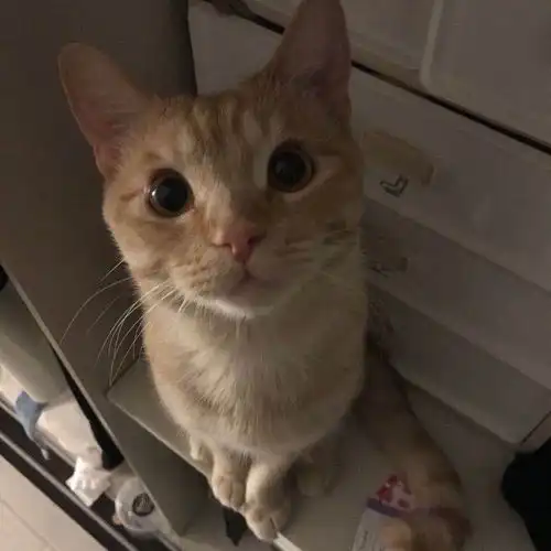 换完猫砂后,猫一直跑猫厕所尿不出来怎么办
