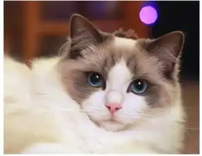 问问这是什么品种的猫请回答的详细一点
