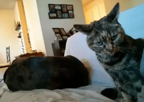 我一直相信,猫和狗能和谐共处,直到.....

