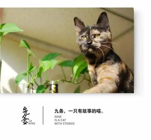 土猫都叫中华田园猫人家也分很多种的好嘛

