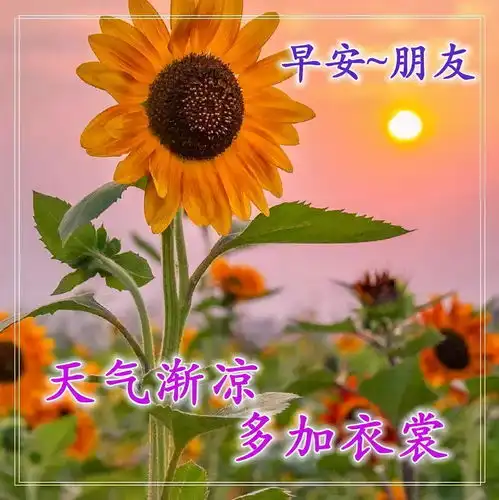 早上好问候语阳光句子,2021唯美早安祝福图片表情
