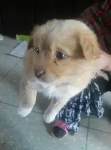 帮忙看看,妈妈是秋田,不知道和啥狗串的,可能是金毛还是土狗
