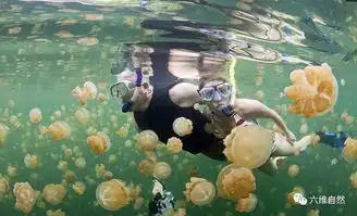 数百万水母的湖,每十年会气候异常,水母大量死亡,但又神奇恢复
