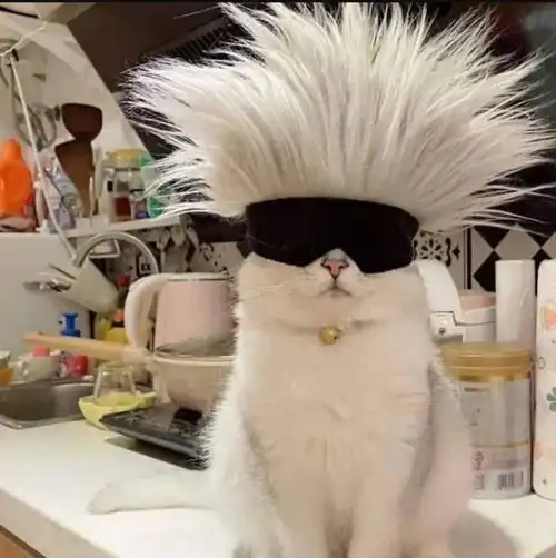 可爱猫咪头像总有一款猫头适合你
