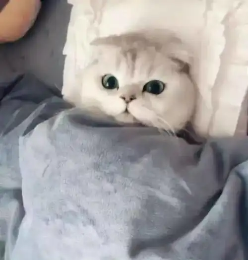天气冷了之后,猫咪赖在床上不肯起床,看着主人我没事儿做
