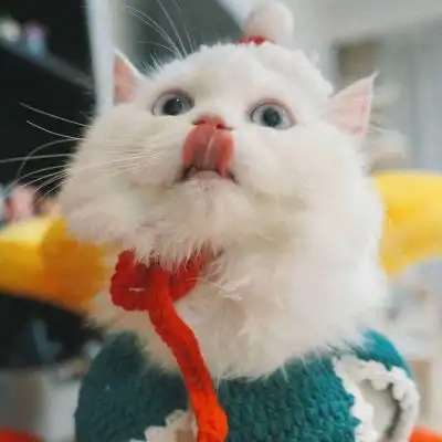 可爱猫咪宠物头像
