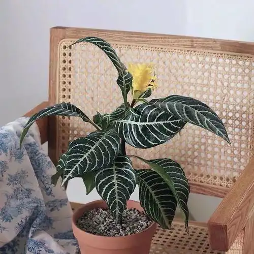 大神都爱养这5种花,家里养几盆,繁花似锦美翻天
