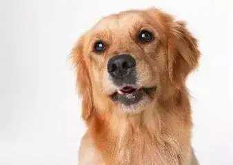 有些人还真不如一条狗猛醒
