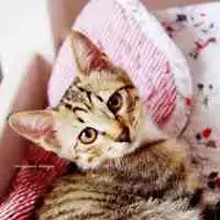 呆萌可爱的猫咪图片头像超萌的猫
