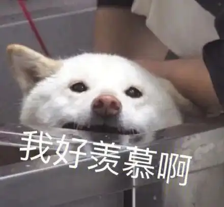 一群努力又可爱的人
