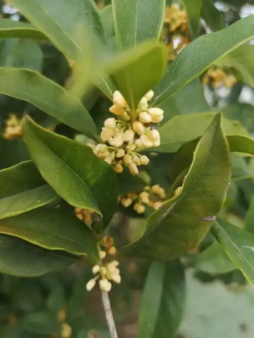 落叶不知道自己就是秋天
