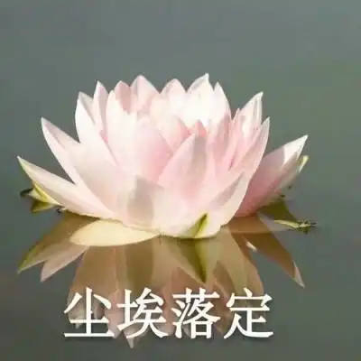 微信头像图片2020荷花带字系列荷花带字微信头像高清大全集
