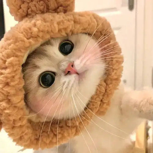 敲可爱猫咪头像可爱温暖治愈
