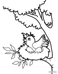 3张树上的小鸟简笔画图片
