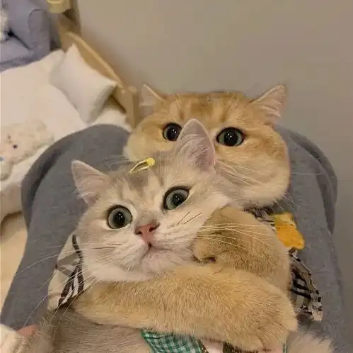 可爱猫咪情头总结了一些特别有幸福感的小事
