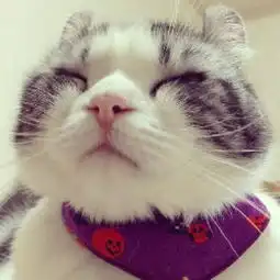 私爱萌猫头像,愿与之共享,望君不拒
