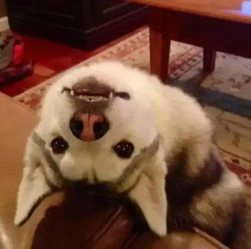 这充满爱意的小眼神,怕是世上最爱你的了...
