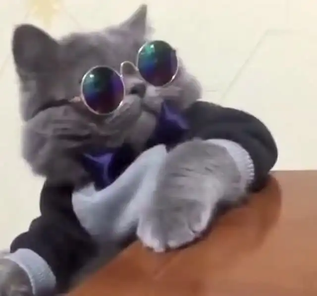 快手网红都没有这只猫咪霸气,你看小家伙的这个范儿
