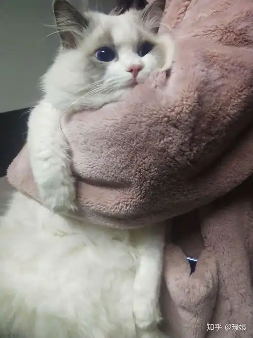 猫睡在人的床上可能会导致哪些健康问题
