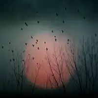 黑白暗色调头像微信头像图片大全
