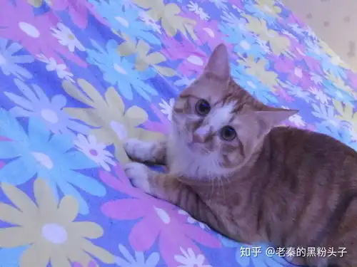 怎样让猫咪撒娇黏人
