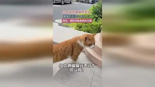 小姐姐招橘猫抓老鼠橘猫听后立马答应上门网友国际顶级雇佣兵大橘
