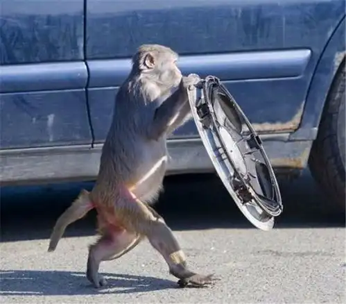 这群猴子太调皮,化身强盗,直接把一辆车拆的支离破碎
