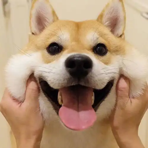 cd克罗恩scd两年来,在亢奋和抑郁中前行
