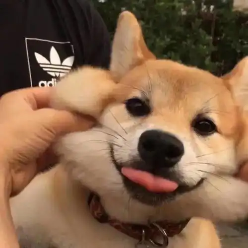 头像合集愿你幸福不再悲伤
