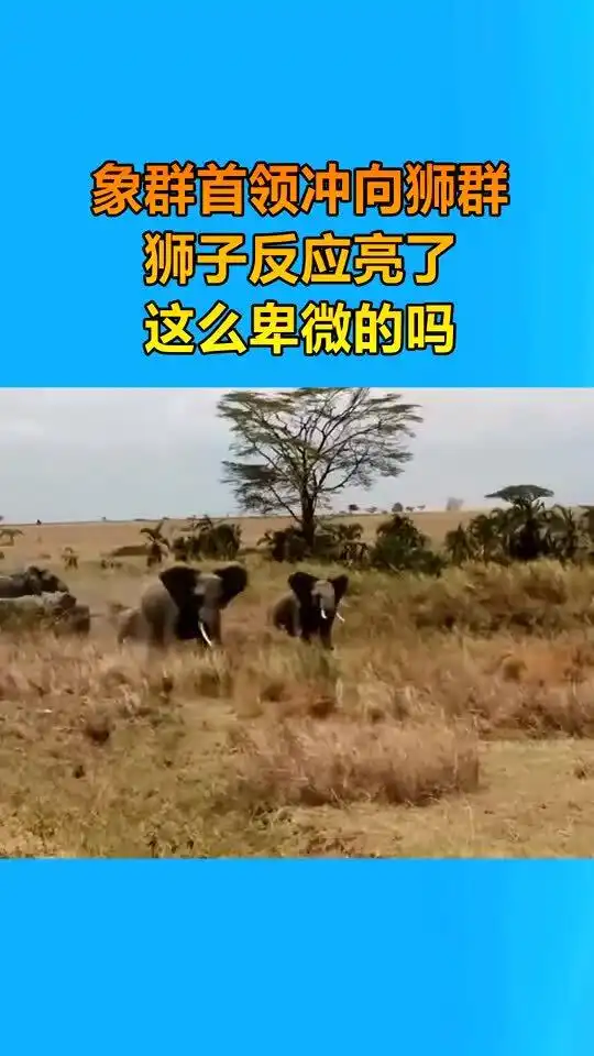 象群首领冲向狮群,狮子只能落荒而逃
