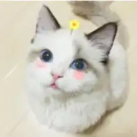 布偶猫头像图片大全微信头像图片大全
