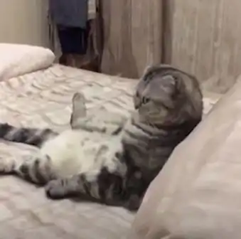 猫咪在看电视,结果却被铲屎官打扰没想到下一秒猫咪的表情变化,让网友看了都笑翻
