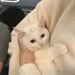 女生头像深知自己不重要,怎敢再胡闹386
