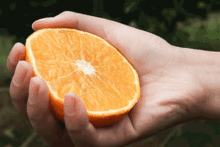 福利丨吸着吃的果冻橙,维c那么多,还可以徒手榨汁
