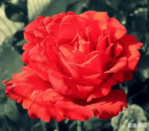 生肖狗出生在几点钟,聪明又有才华,有缘分成为富翁
