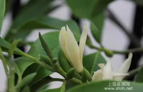 白兰花按照这样的养护方法,一定花开不断,清香四溢

