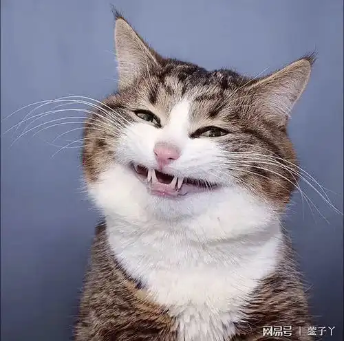 啤酒才是最难喝的
