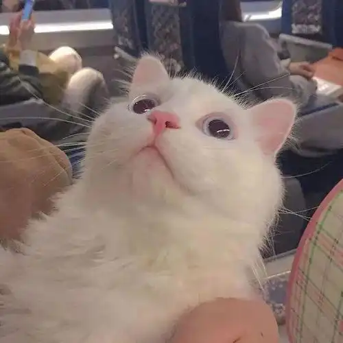 幽默段子我看到女佣茱莉拼命吹着爸爸肚子下面的管子
