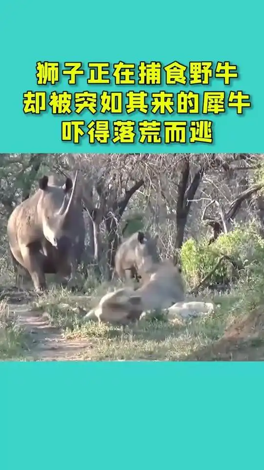 狮子正在捕食野牛,却被突入其来的犀牛,吓得落荒而逃
