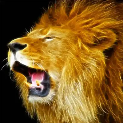 狮子头像高清图片高清霸气真实雄狮头像图片大全

