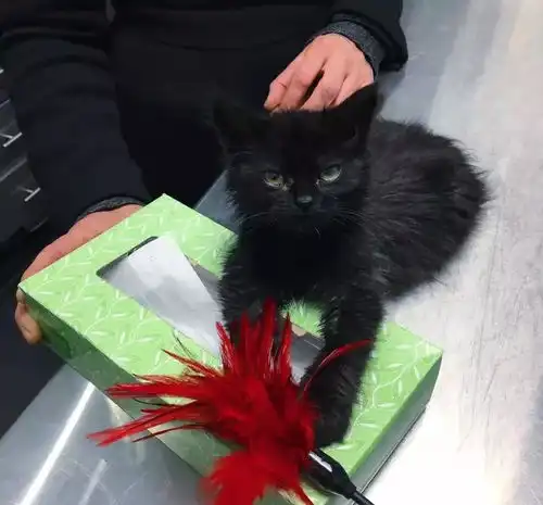 小猫体质差长肉难急坏救助人员,手喂3个月终于喂成小胖子
