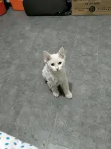 猫咪掉毛带去宠物店理发,结果它蓝瘦反应让人笑翻

