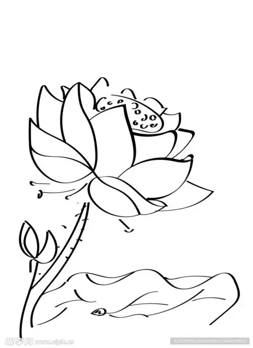 荷花线稿设计图logo设计
